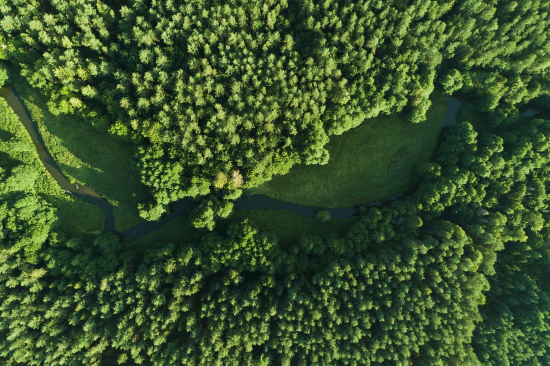 Jak powstaje stół? Cz.1 Między drzewem a drewnem, czyli skąd bierze się deska?